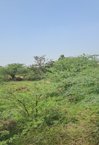  1 Acre Agricultural/Farm Land for Sale in Ilayangudi, Sivaganga