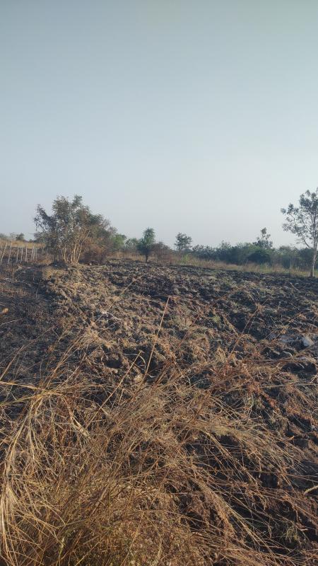  2 Acre Agricultural/Farm Land for Sale in Munpalle, Medak