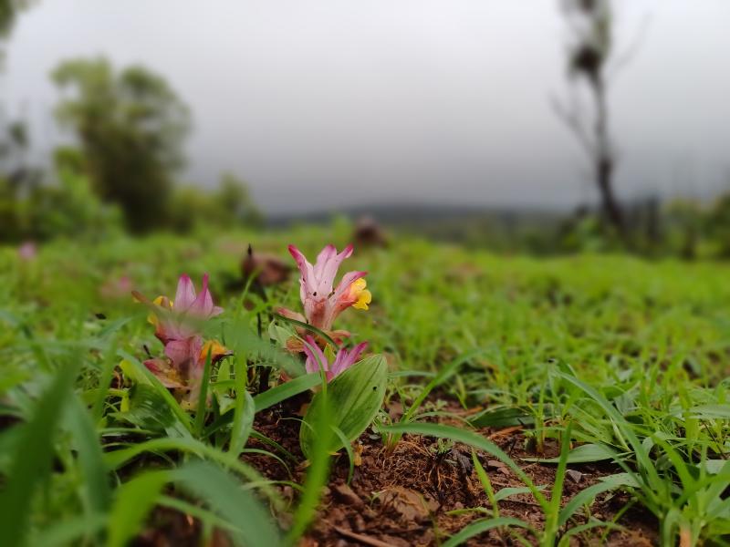  9 Acre Agricultural/Farm Land for Rent in Amba, Kolhapur