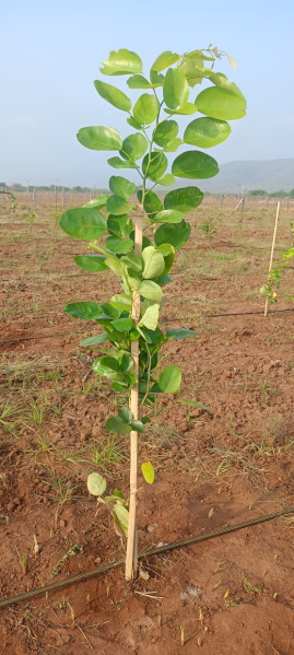  25 Cent Agricultural/Farm Land for Sale in Yerragondapalem, Prakasam