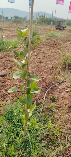  25 Cent Agricultural/Farm Land for Sale in Yerragondapalem, Prakasam