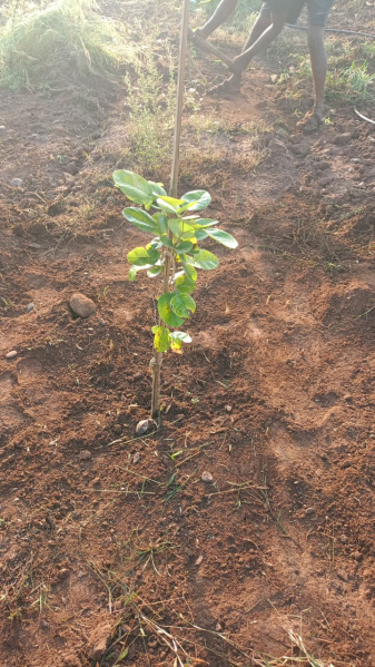  25 Cent Agricultural/Farm Land for Sale in Yerragondapalem, Prakasam