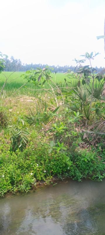  2 Acre Agricultural/Farm Land for Sale in Palakollu, West Godavari