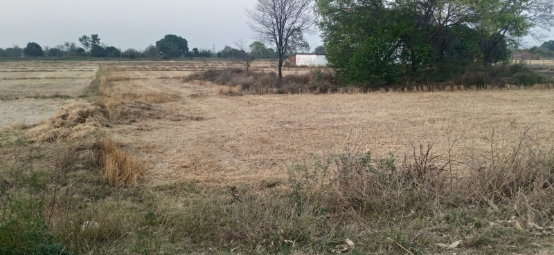  4 Bigha Residential Plot for Sale in Ghorawal, Sonebhadra