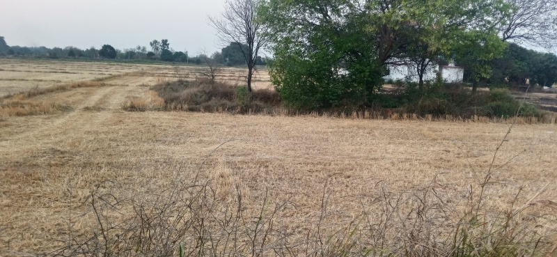  4 Bigha Residential Plot for Sale in Ghorawal, Sonebhadra
