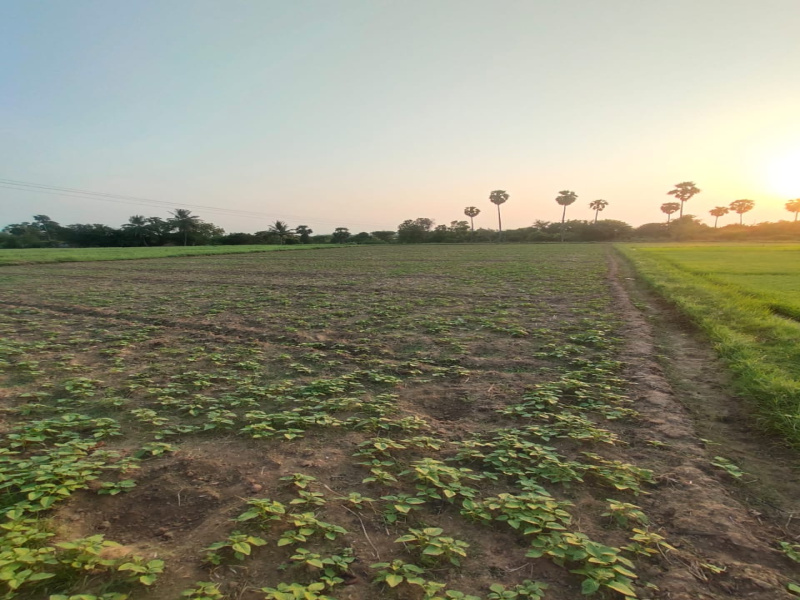  70 Cent Agricultural/Farm Land for Sale in Tirukalukundram, Chengalpattu
