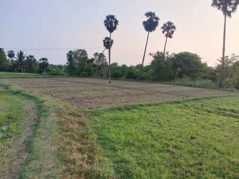  70 Cent Agricultural/Farm Land for Sale in Tirukalukundram, Chengalpattu