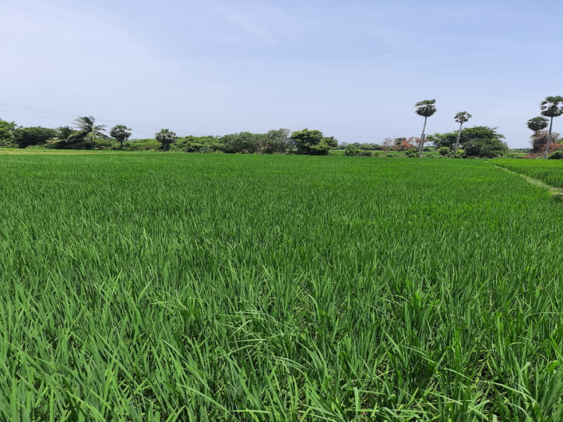  70 Cent Agricultural/Farm Land for Sale in Tirukalukundram, Chengalpattu