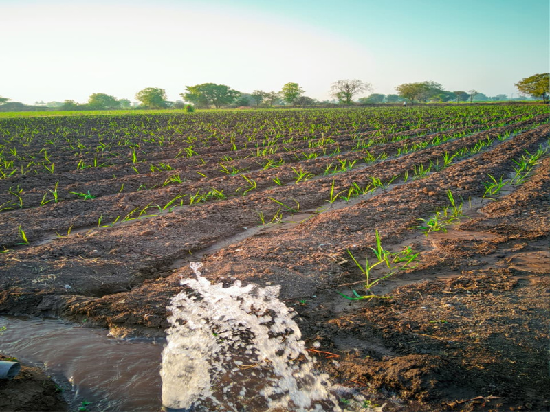  217000 Sq.ft. Agricultural/Farm Land for Sale in Gangapur Aurangabad