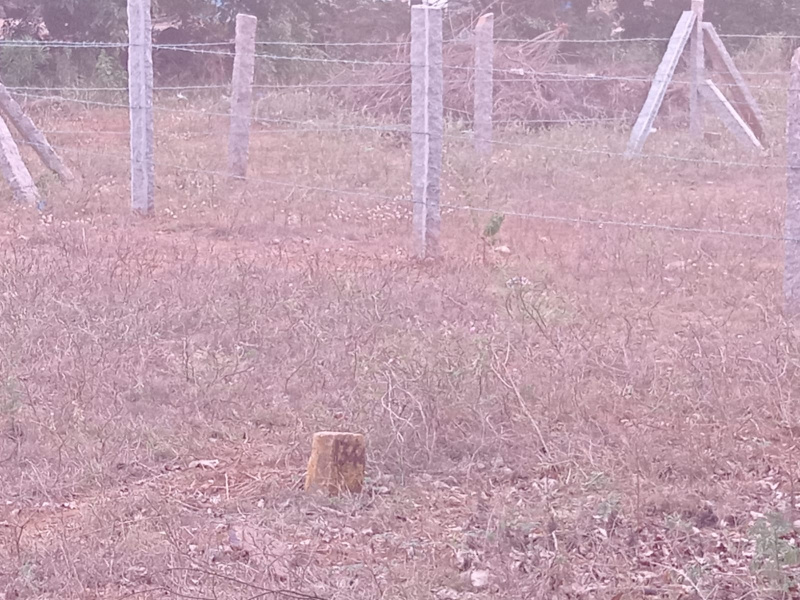  1365 Sq.ft. Residential Plot for Sale in JH Patel Nagar, Davanagere