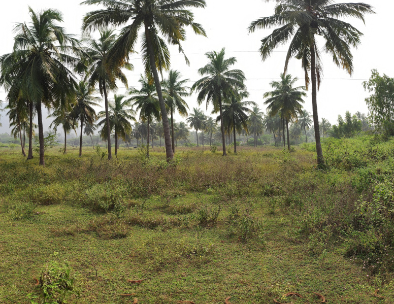  8 Acre Agricultural/Farm Land for Sale in Rambilli, Visakhapatnam