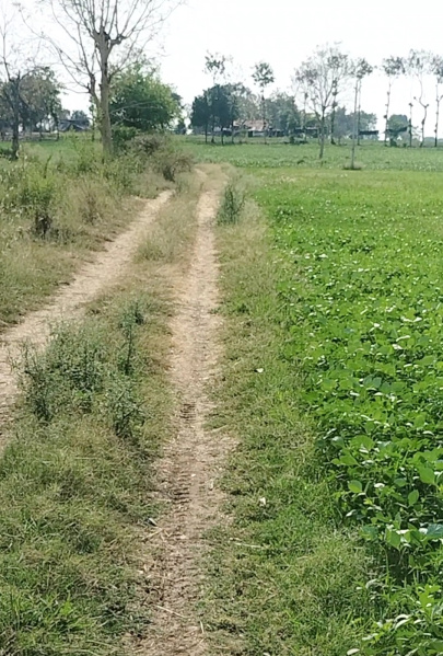  10 Acre Agricultural/Farm Land for Sale in Timarni, Harda