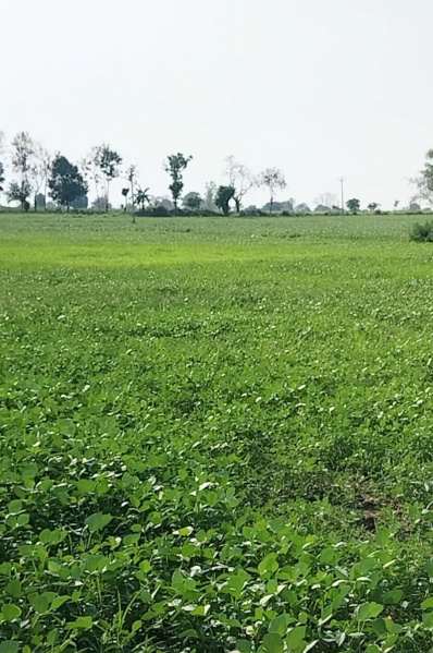  10 Acre Agricultural/Farm Land for Sale in Timarni, Harda