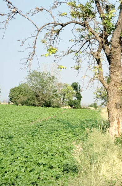  10 Acre Agricultural/Farm Land for Sale in Timarni, Harda