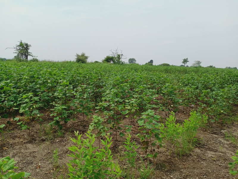  2 Acre Agricultural/Farm Land for Sale in Anantagiri Hills, Vikarabad