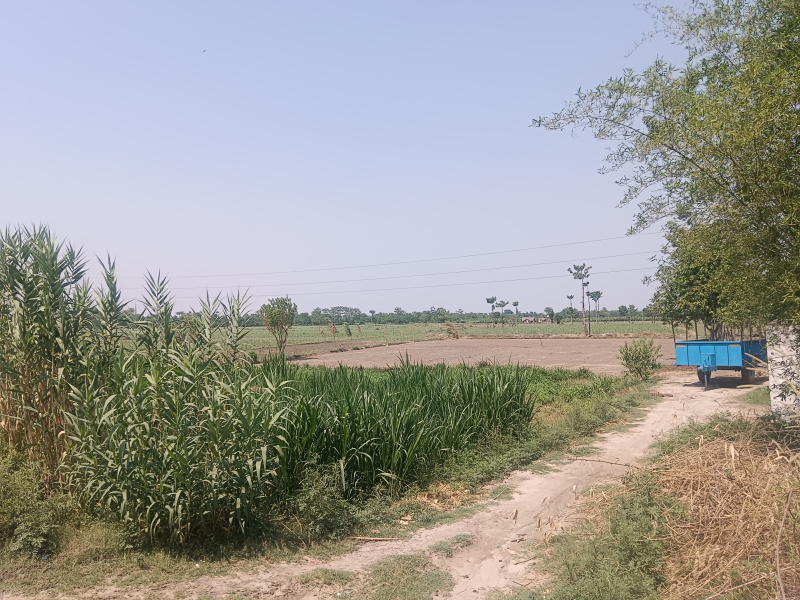  10 Acre Agricultural/Farm Land for Sale in Nighasan, Lakhimpur Kheri