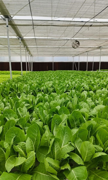  6600 Sq.ft. Agricultural/Farm Land for Rent in Atibele, Bangalore