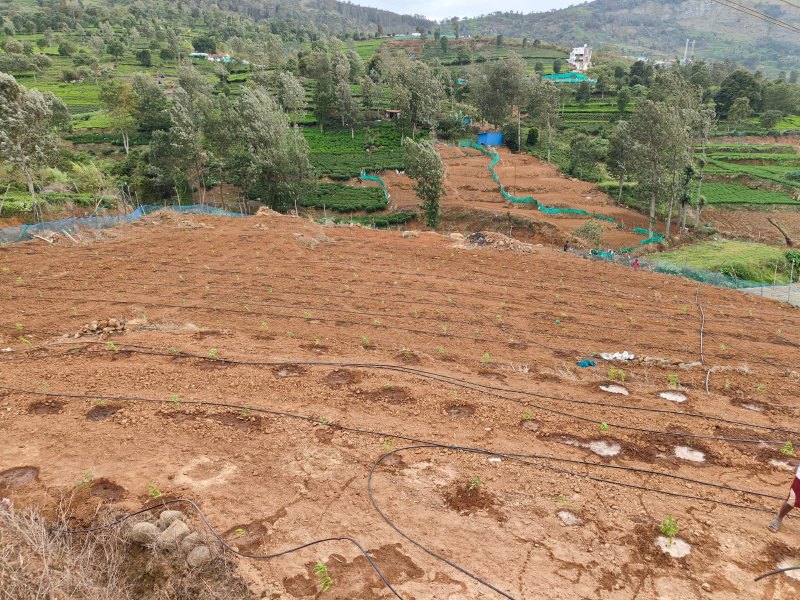 Coonoor, Ooty photo 2