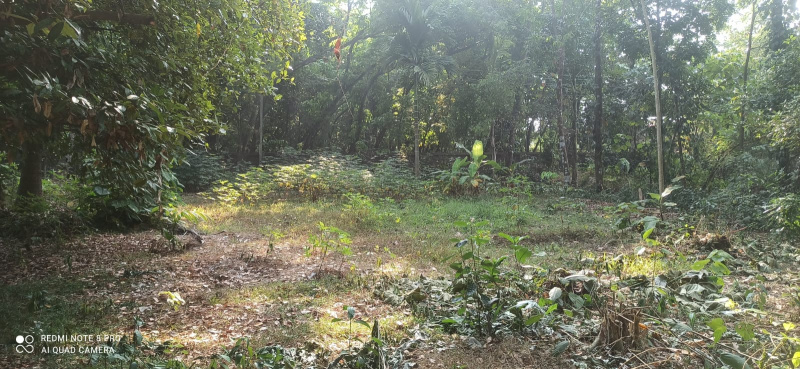 Angamaly, Ernakulam photo 2