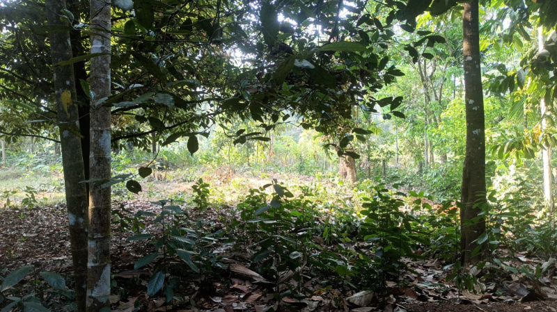 Angamaly, Ernakulam photo 3