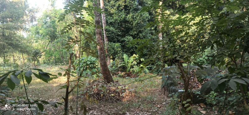 Angamaly, Ernakulam photo 4