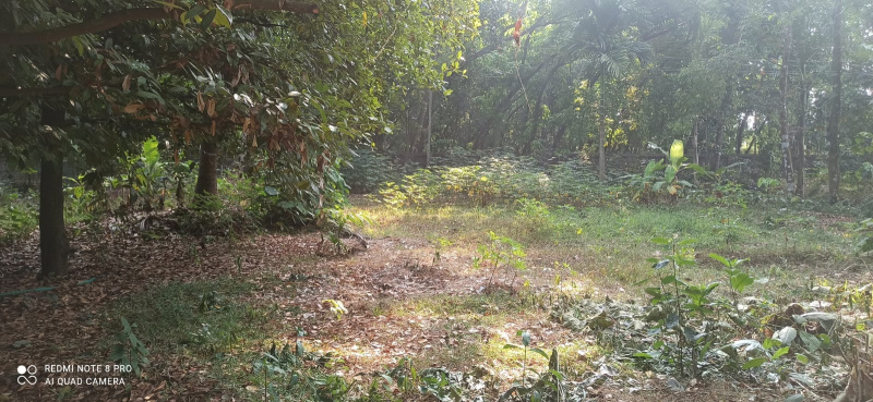 Angamaly, Ernakulam photo 5
