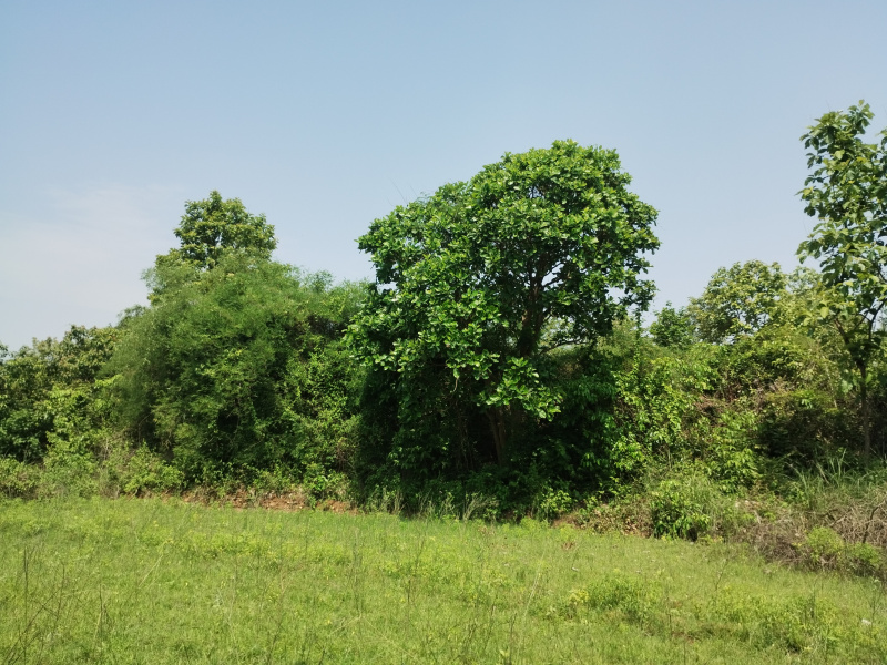 Ramabhadrapuram, Vizianagaram photo 2