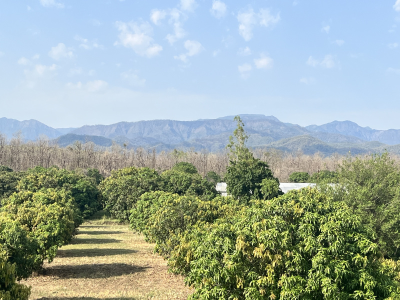 1 Acre Residential Plot for Sale in Kaladhungi Road, Haldwani
