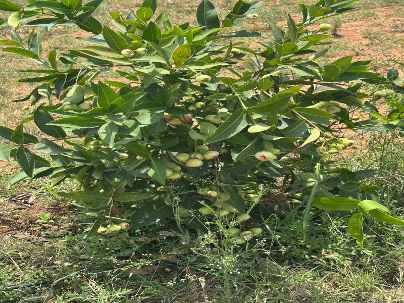 Kelamangalam, Krishnagiri photo 3