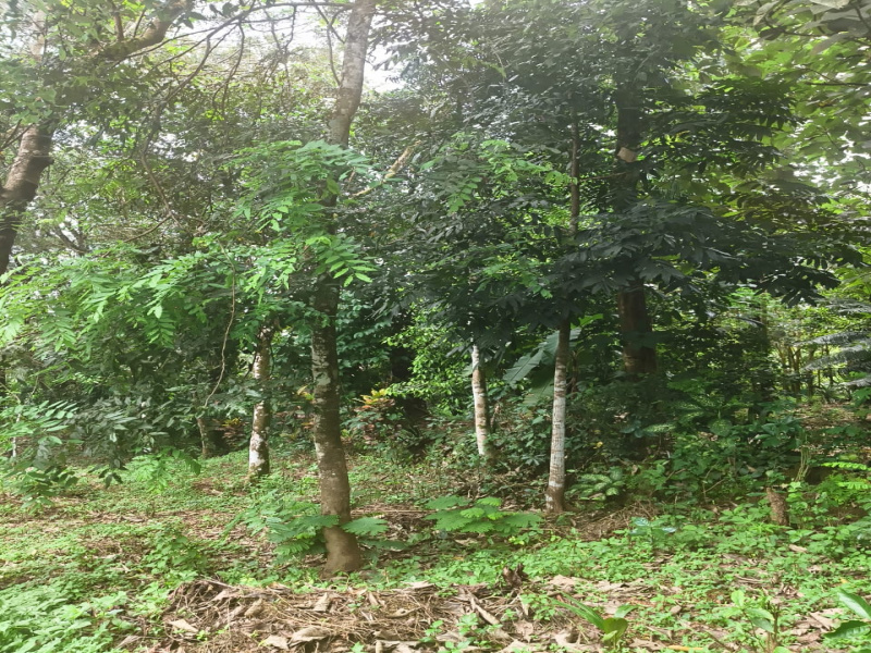 Pala, Kottayam photo 3