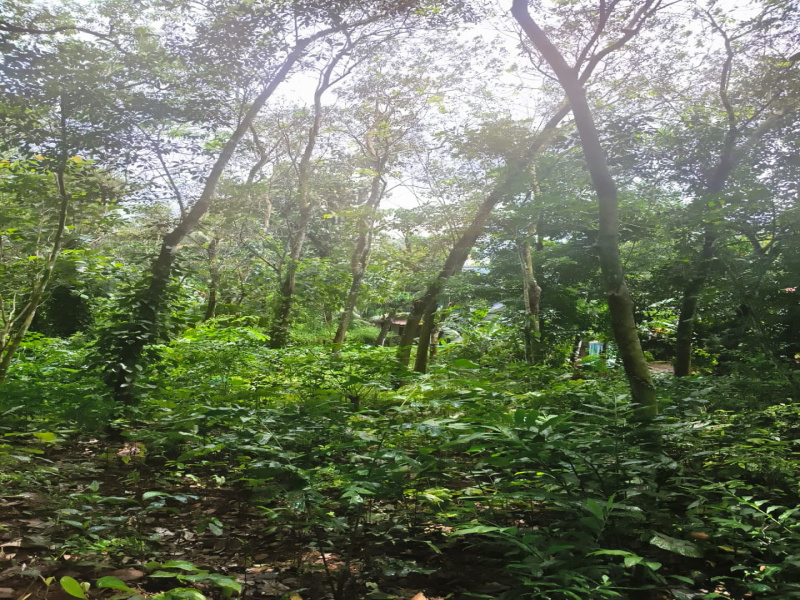 Pala, Kottayam photo 4