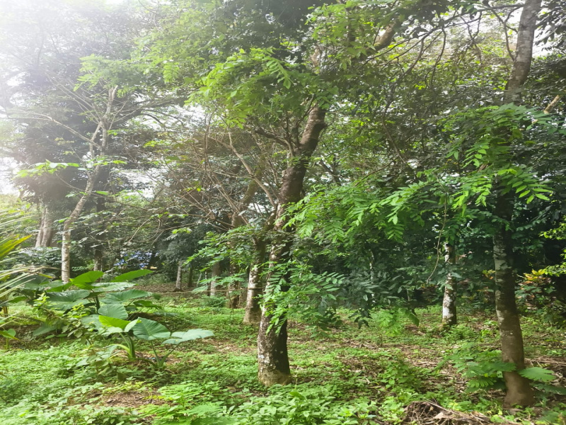 Pala, Kottayam photo 5