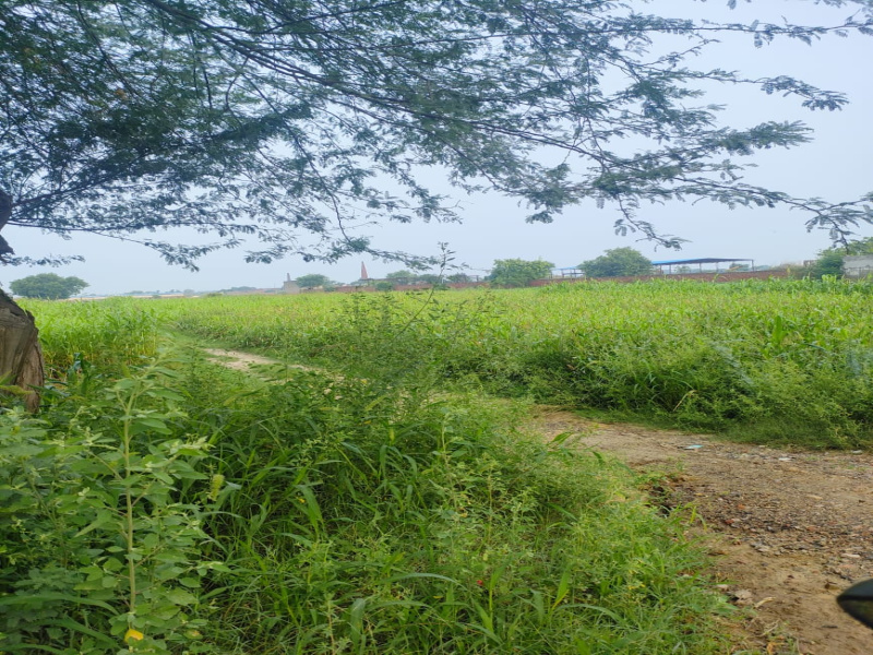 Badli, Jhajjar photo 3