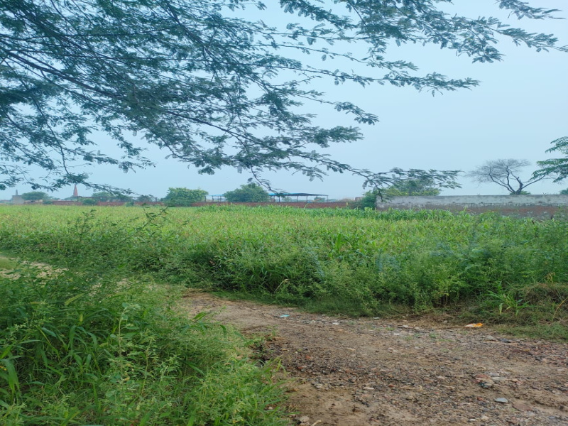 Badli, Jhajjar photo 4