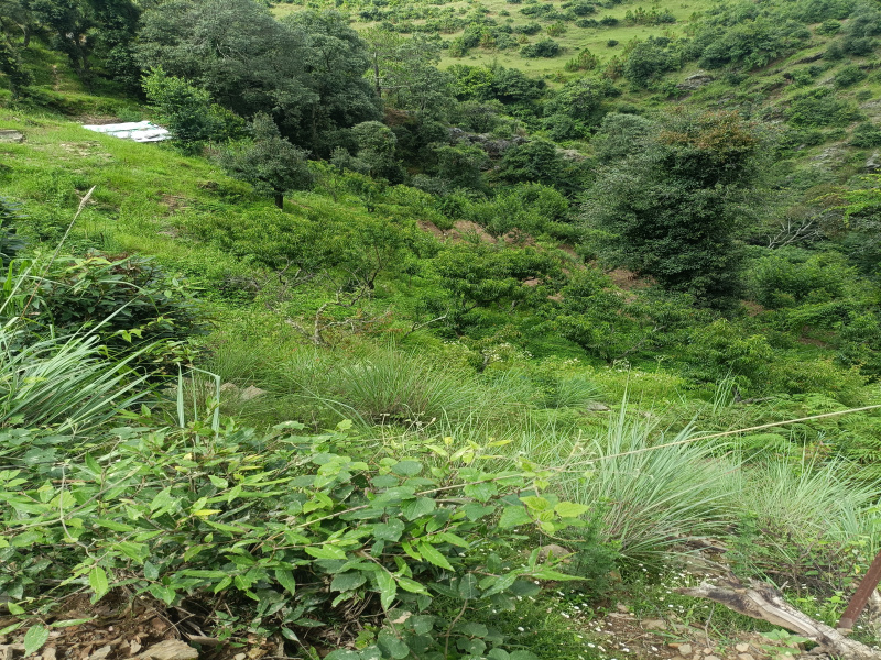 Dhari, Nainital photo 5