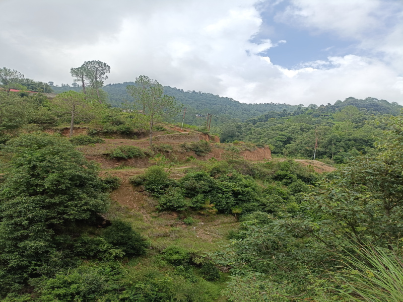 Kosya Kutauli, Nainital photo 3