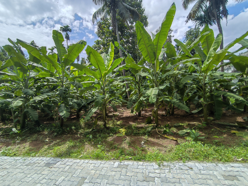 Angamaly, Ernakulam photo 2