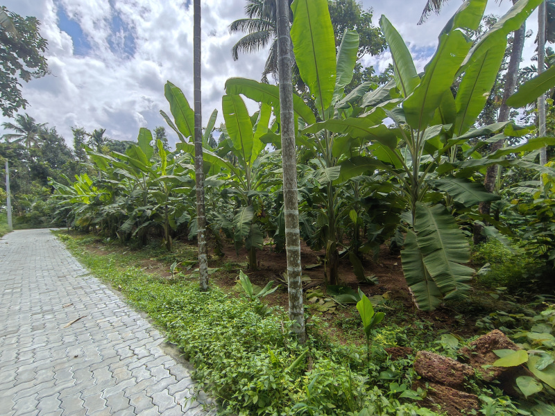 Angamaly, Ernakulam photo 3