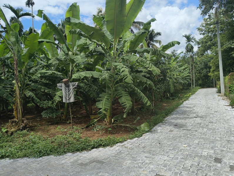 Angamaly, Ernakulam photo 4