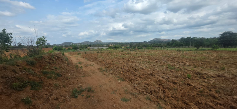 Denkanikottai, Krishnagiri photo 2