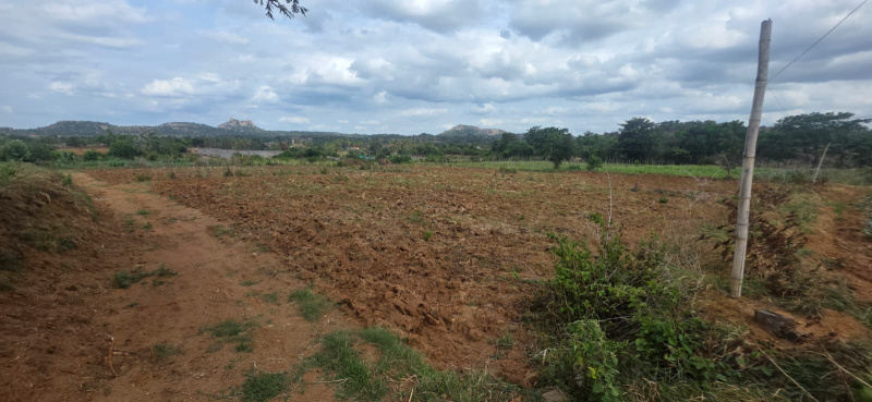 Denkanikottai, Krishnagiri photo 4