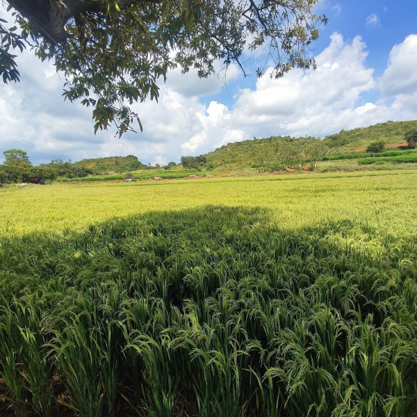 Pargi, Vikarabad photo 3