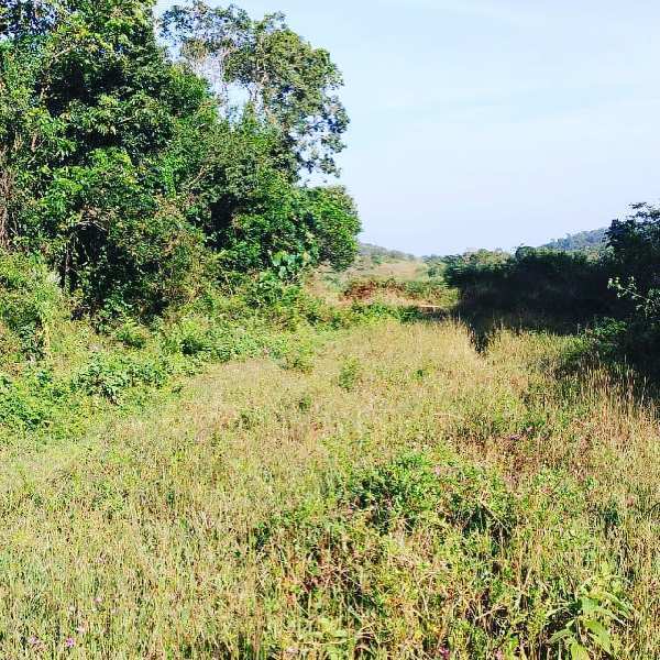 Agricultural Land for Sale in Mudigere, Chikmagalur (REI1005004)