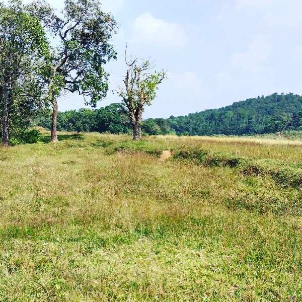 Farm Land for Sale in Mudigere, Chikmagalur (REI1006452)