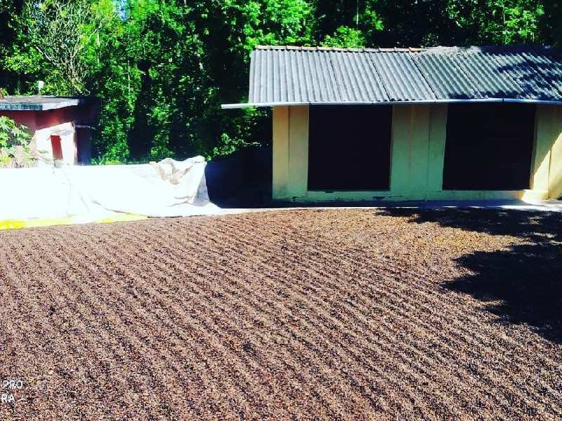 1 Acre Agricultural Land for Sale in Chikkamgaluru Chikmagalur (REI1021455)