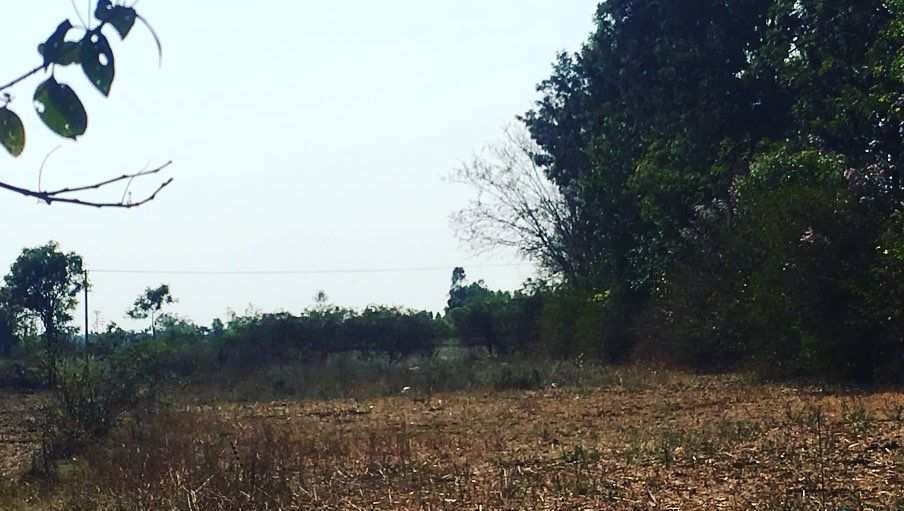 Agricultural Land 16 Guntha for Sale in Doddaballapur, Bangalore (REI1029426)