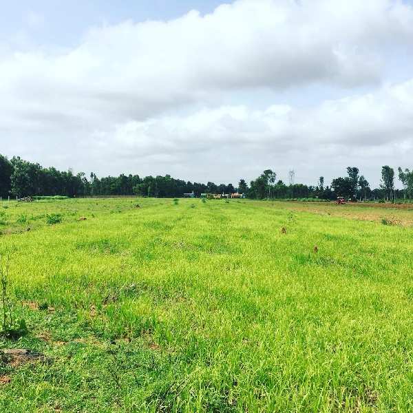 Agricultural Land 1 Acre for Sale in Doddaballapur, Bangalore (REI1047387)