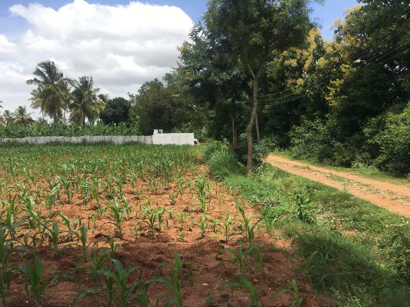 Agricultural Land 1 Acre for Sale in Doddaballapur, Bangalore (REI1056951)
