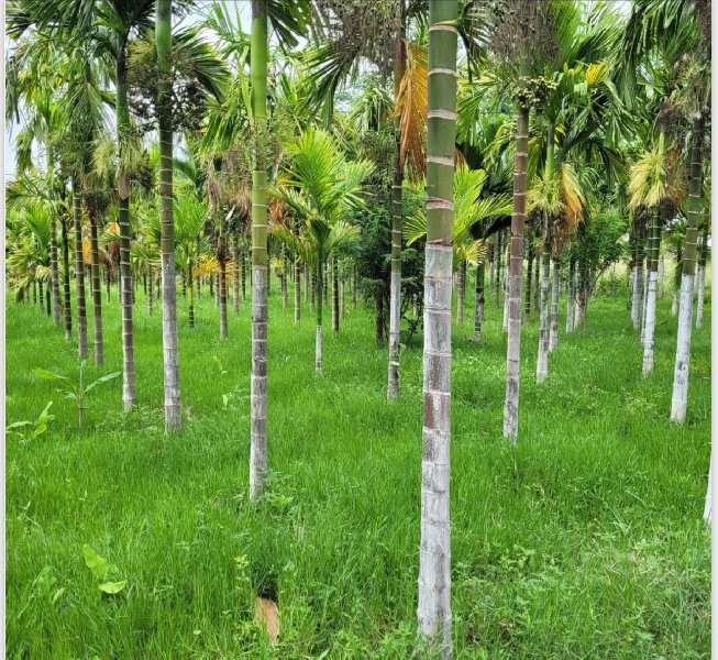 Farm Land for Sale in Yadiyur, Tumkur (REI1056964)