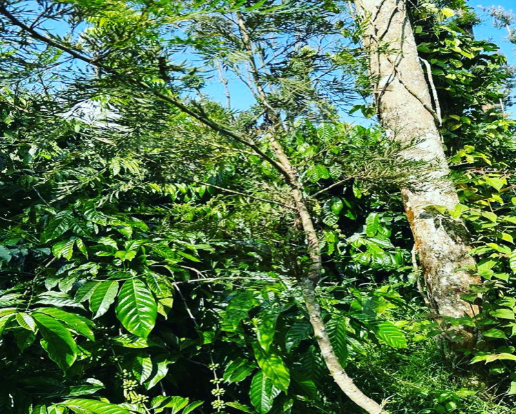 4 Acre Agricultural Land for Sale in Mudigere, Chikmagalur (REI1197131)